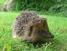 Spasavanje britanskih ježeva: 5 načina Stevea Backshalla da spasi život svinje