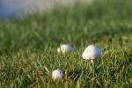 Zašto su gljive preuzele moj travnjak?