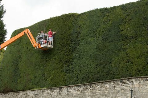 Najviša živa ograda u Engleskoj koju godišnje odobravaju muškarci u beraču trešanja. Bathurst imanje u Cotswoldsima