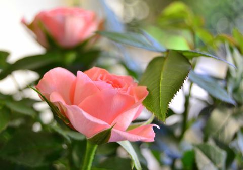 Ružičaste ruže u cvatu
