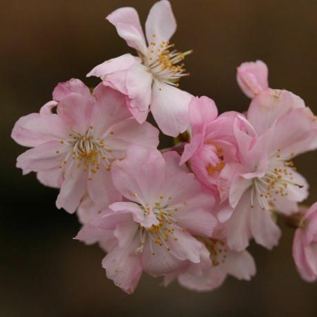 Prunus × subhirtella 'Autumnalis Rosea'