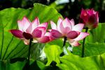 Pravo značenje lotosovog cvijeta