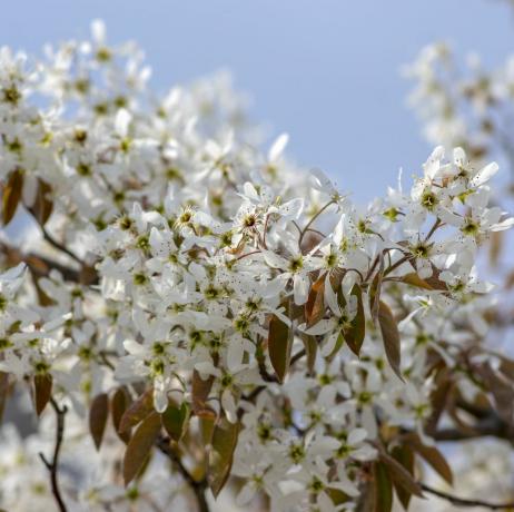 amelanchier lamarckii listopadni cvjetni grm, skupina bijelih cvjetova na granama u cvatu, kultivar biljke snježni mespilus