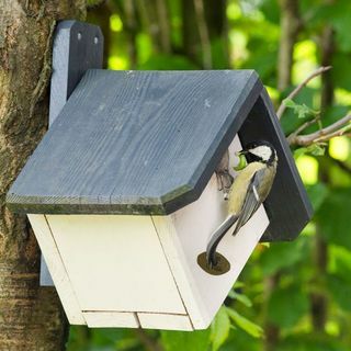 Zurich 32mm Nest Box