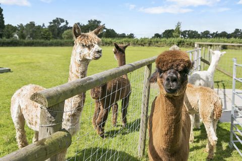 alpacas - Picketts Farmhouse