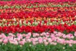 Video Cvijeće Holland Drone Video
