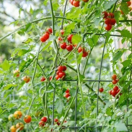 svježe crvene organske vinove loze zrele cherry rajčice koje rastu na zasvođenoj rešetki za stoku u dvorištu prigradskog kućnog vrta nakon kiše