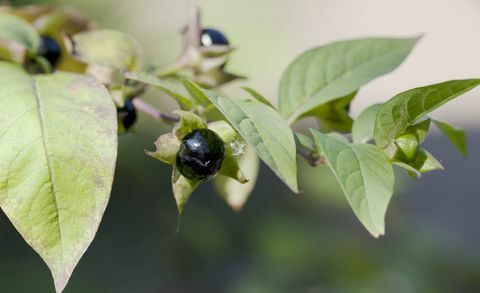 Smrtonosna bobica noćnjaka (Atropa bella-donna)