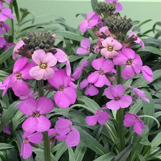 Erysimum 'Bowlesova lila'