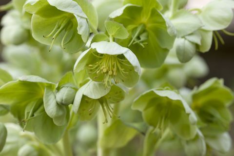 Zelena hellebore - višegodišnja