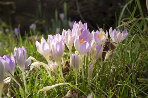 crocuses