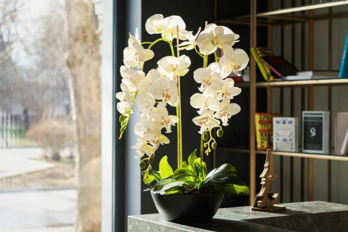 moderan dizajn interijera s prekrasnim bijelim cvjetovima orhideja u saksiji i policom za knjige pored prozora