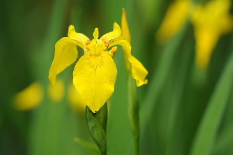 Žuta šarenica (Iris pseudacorus)