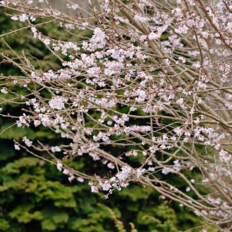 jwwtxc jesenska trešnja prunus subhirtella 'autumnalis rosea'