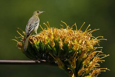 Oriole ptica s kapuljačom u jesen u vrtu