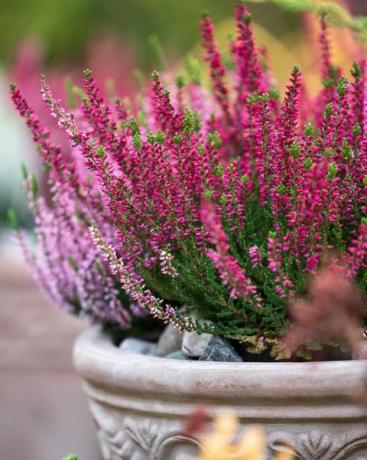 obični vrijesak, calluna vulgaris, u loncu za cvijeće, jesen u vrtu, selektivni fokus i plitki dof