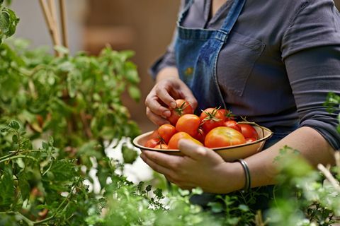 Isječena šanka žene koja u svom vrtu skuplja domaće rajčice