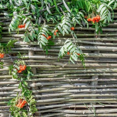 ukrasna ograda pletena od grana vrbe ukrašena je lišćem i grozdovima prirodne rustikalne pozadine planinskog pepela