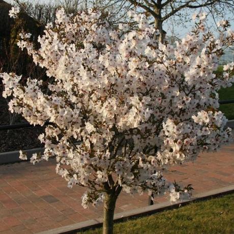 Prunus 'Nevjesta'