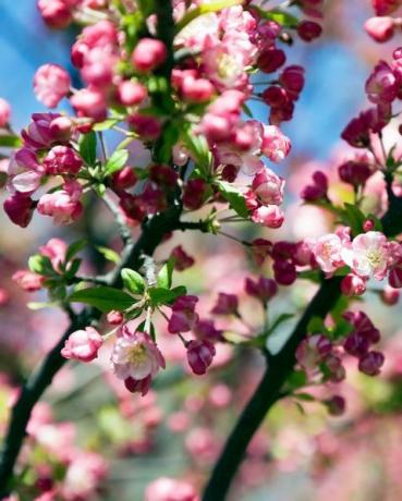 blooming crab apple tree