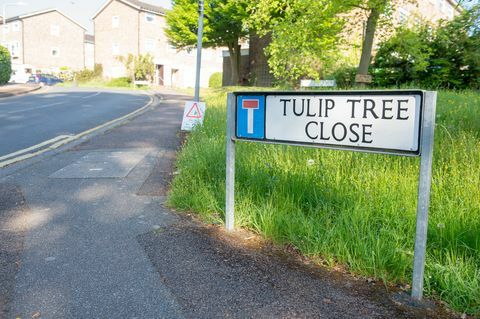 Tonbridge - Drvo tulipana blizu - Kraljevska pošta
