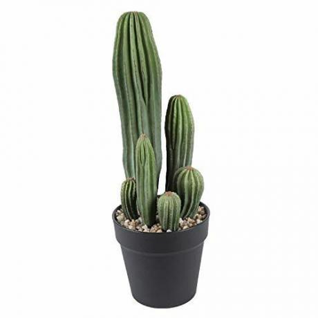 Biljka kaktus 