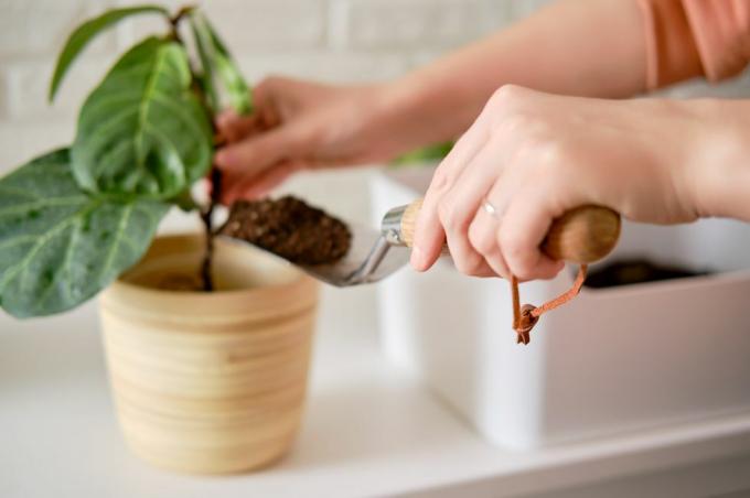 cvjećarka sipa zemlju za sadnju biljaka ficus lyrata bambino u lonac za cvijeće sadi kućnu biljku, pozadina zida od bijele cigle