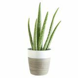 Biljka aloe vere