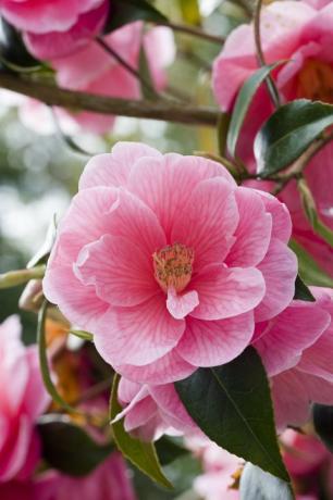 Ružičasta polusuprotna kamelija (Camellia)