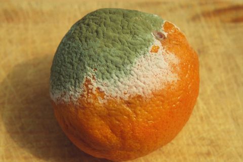 Plijesan (Penicillium chrysogenum) koji raste na narančastoj boji, pokazuje bijeli sterilni micelij i plavi konidijalni micelij.