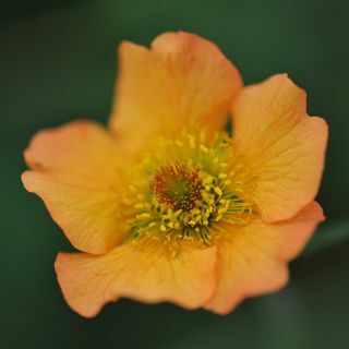 Geum 'Potpuno mandarina'