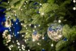 Iznajmljivanje božićnog drvca - što trebate znati