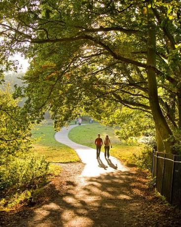 uk London u šetnji drvećem kroz hamstead Heath