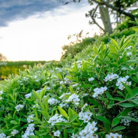 Bijeli grm se ukrcao na veliki i dobro održavani travnjak i vrt u Cambridgeshireu