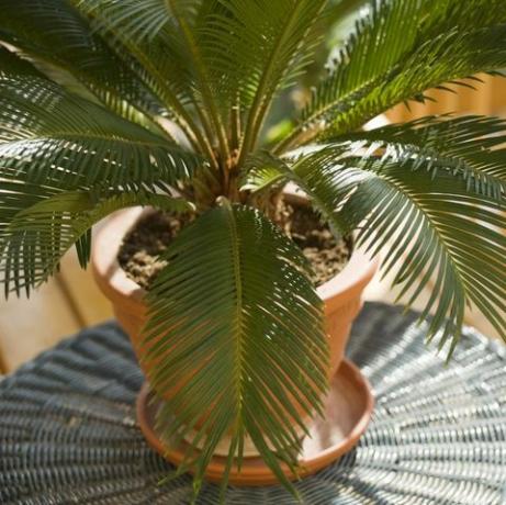 cycas palma