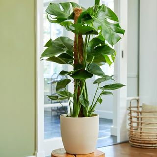 80 cm Monstera Deliciosa na Moss stupu | Švicarska tvornica sira | Lonac od 19 cm | Po biljnoj teoriji