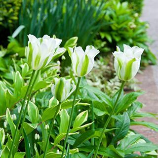 Tulipa ‘Proljetno zeleno’