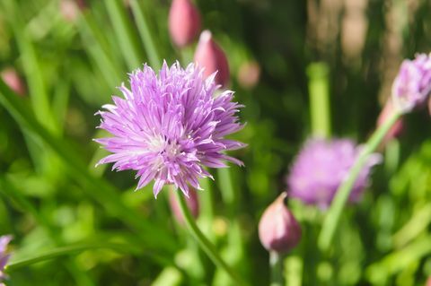 Luk (Allium schoenoprasum) u cvijetu