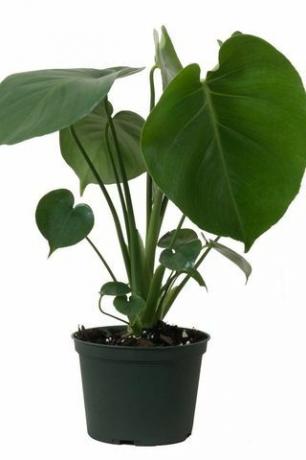 Monstera Deliciosa, lonac od 6 "