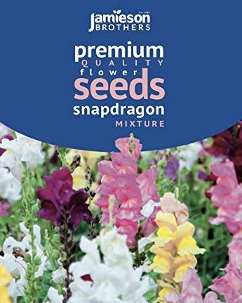 Sjeme miješanog cvijeća Antirrhinum Snapdragon