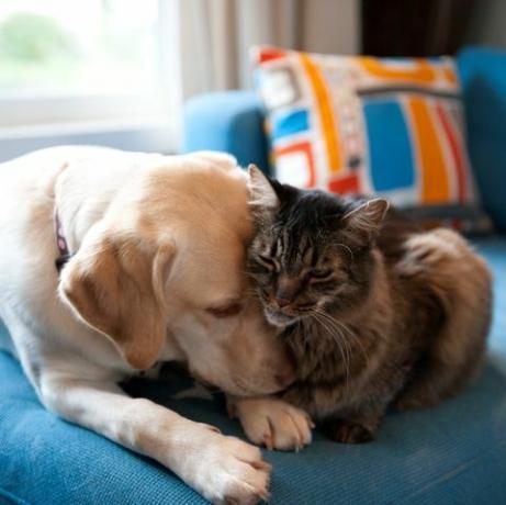 Žuti labrador retriver i Maine coon mačka grle se zajedno na plavom kauču