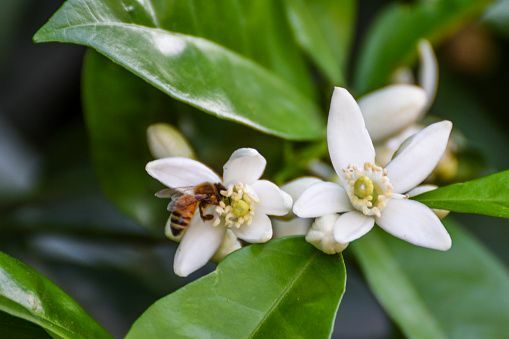 krupni plan pčele u posjetu cvjetovima limuna Meyer
