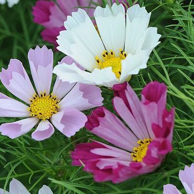 Cosmos bipinnatus 'Morske školjke'