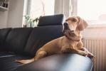 Top 10 stvari koje vlasnici pasa rade kada ostave svog ljubimca kod kuće sami