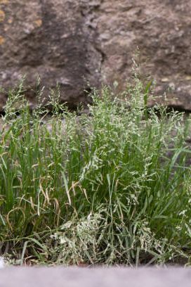 obilna rasprostranjena trava u obitelji poaceae koja cvjeta uza zid u britanskom selu