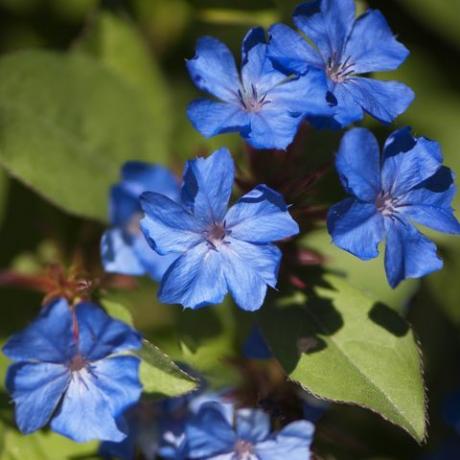 ceratostigma plumbaginoides, otporan plumbago, jesenja biljka