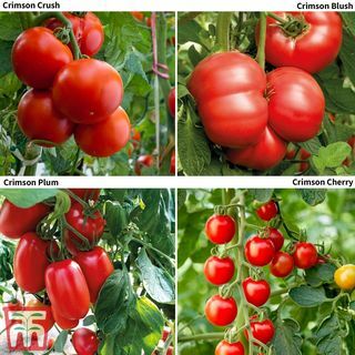 Tomato Crimson Collection (cijepljena)