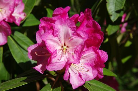 Ružičasti rododendron cvjeta u cvatu