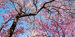 cvjetanje trešnje