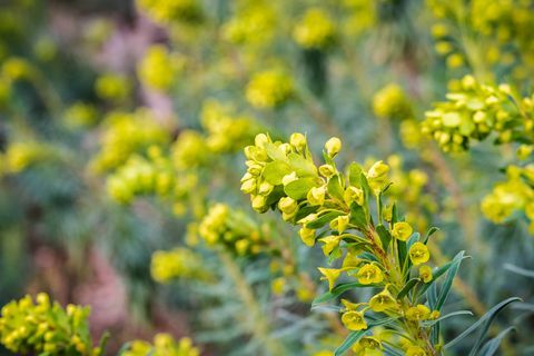 Cvijet Euphorbia characias "Wulfenii"